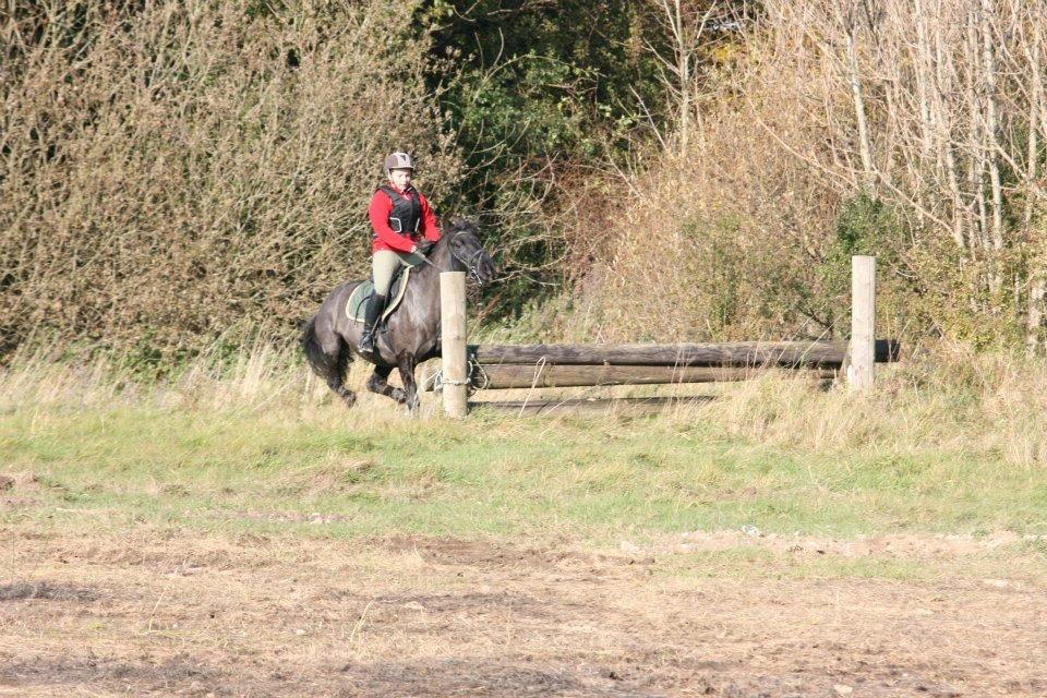 New Forest Lousie billede 13