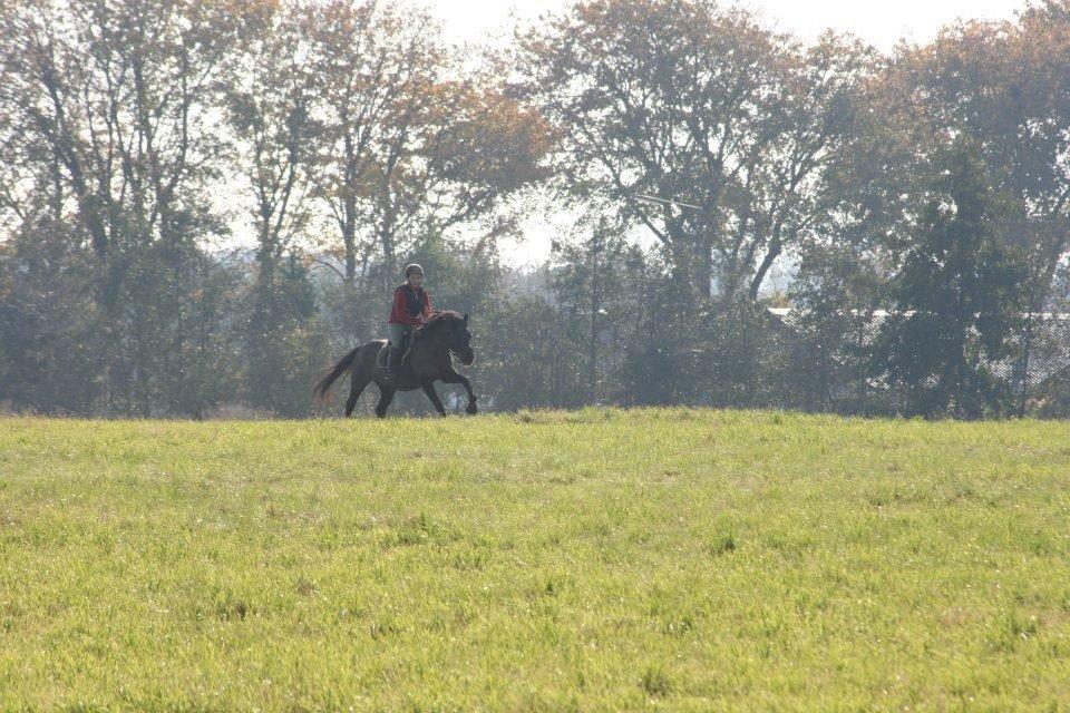 New Forest Lousie billede 14