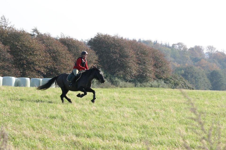 New Forest Lousie billede 15