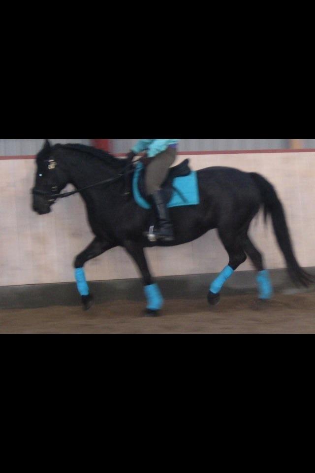 New Forest Lousie billede 17