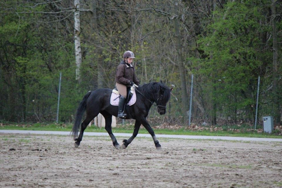 New Forest Lousie billede 18