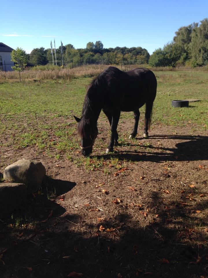 New Forest Lousie billede 19