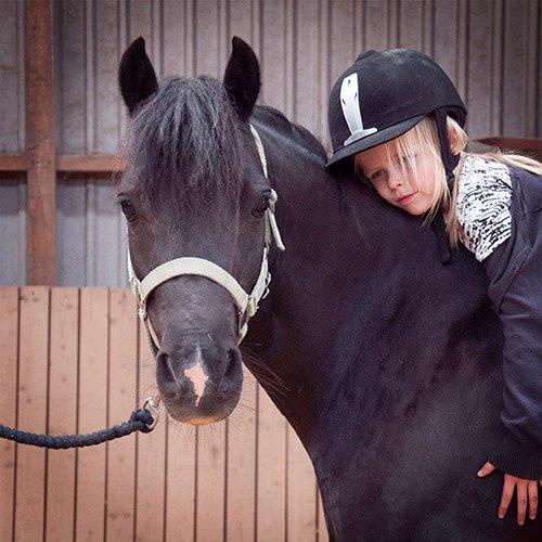 Welsh Pony af Cob-type (sec C) Fjordglimt Queen Gabbi billede 6