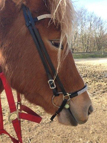 Islænder Fina!<33 billede 8