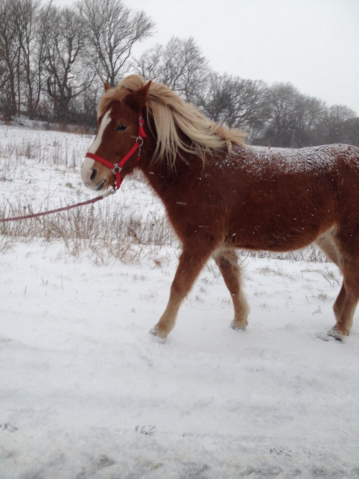 Islænder Fina!<33 billede 10