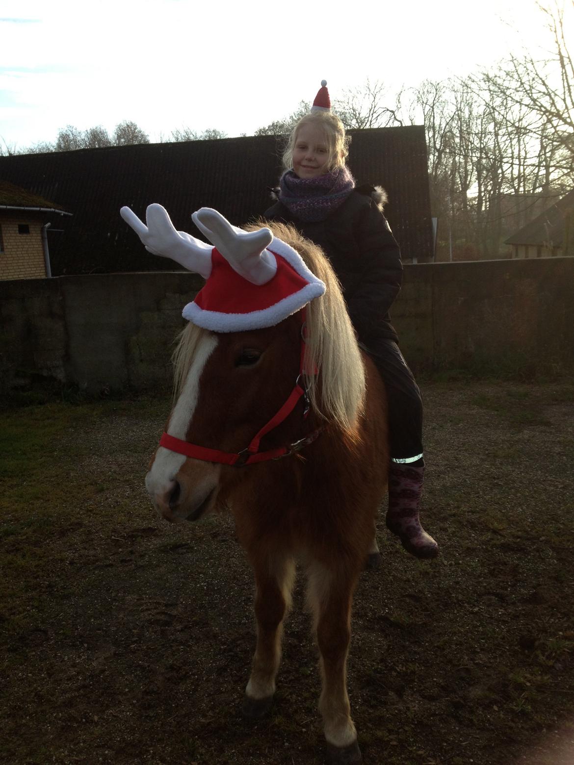 Islænder Fina!<33 billede 11