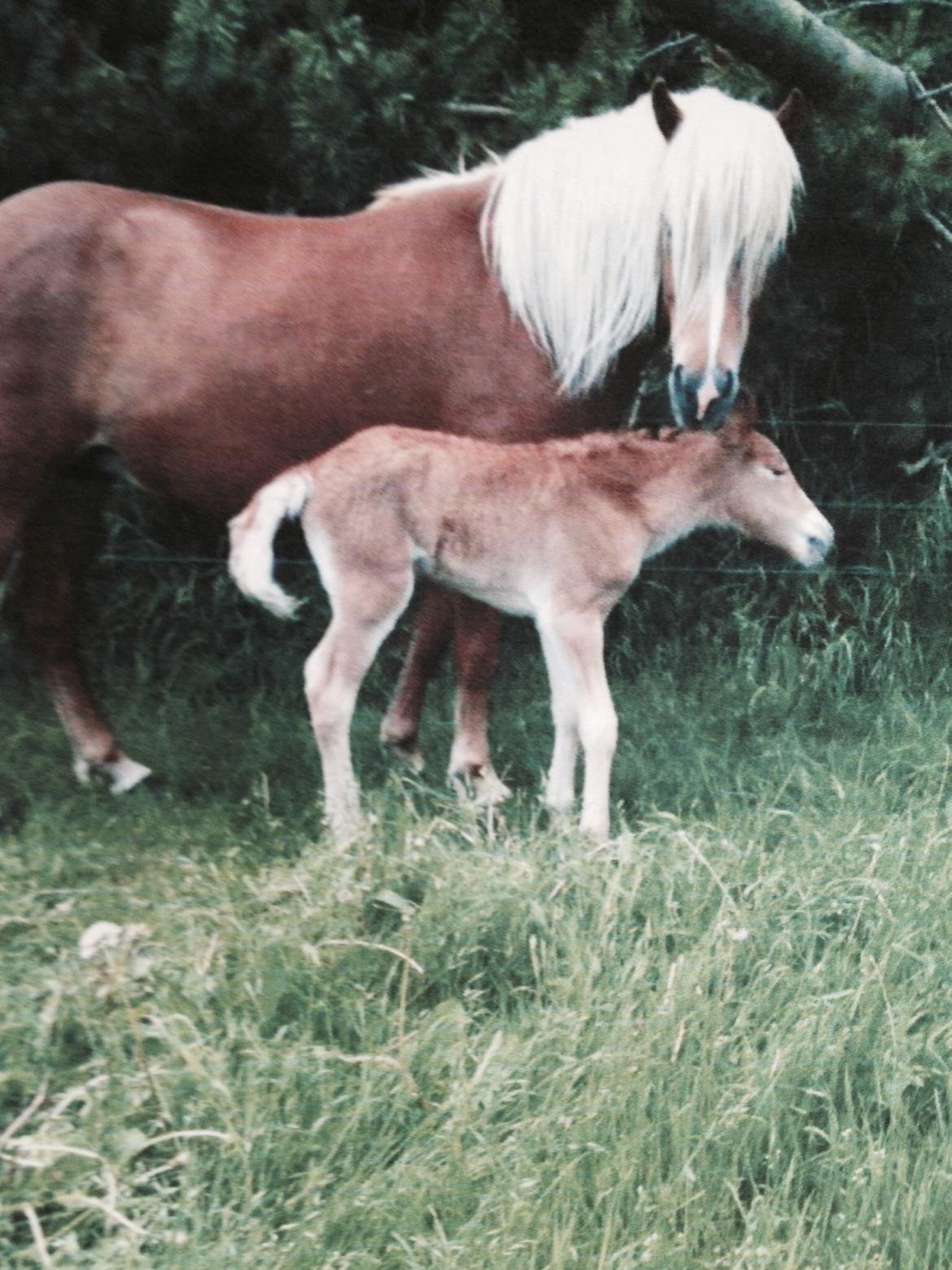 Islænder Fina!<33 billede 12