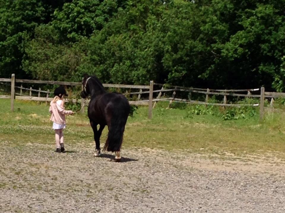 Welsh Pony af Cob-type (sec C) Fjordglimt Queen Gabbi billede 8