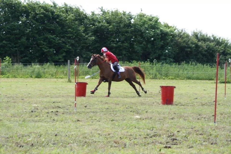 Arabisk fuldblod (OX) Dancer <3 billede 5