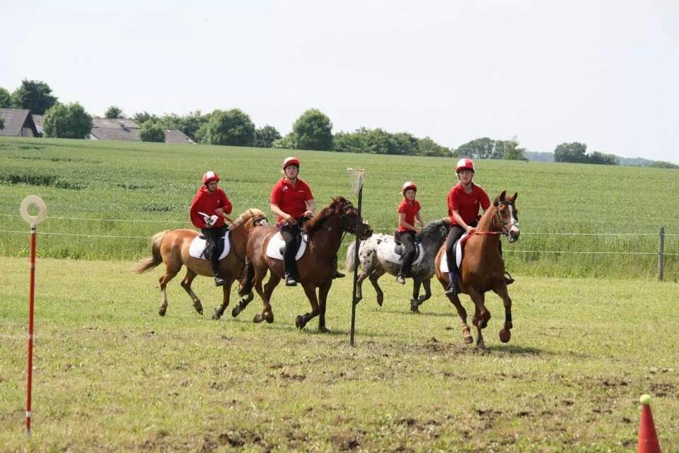 Arabisk fuldblod (OX) Dancer <3 billede 12