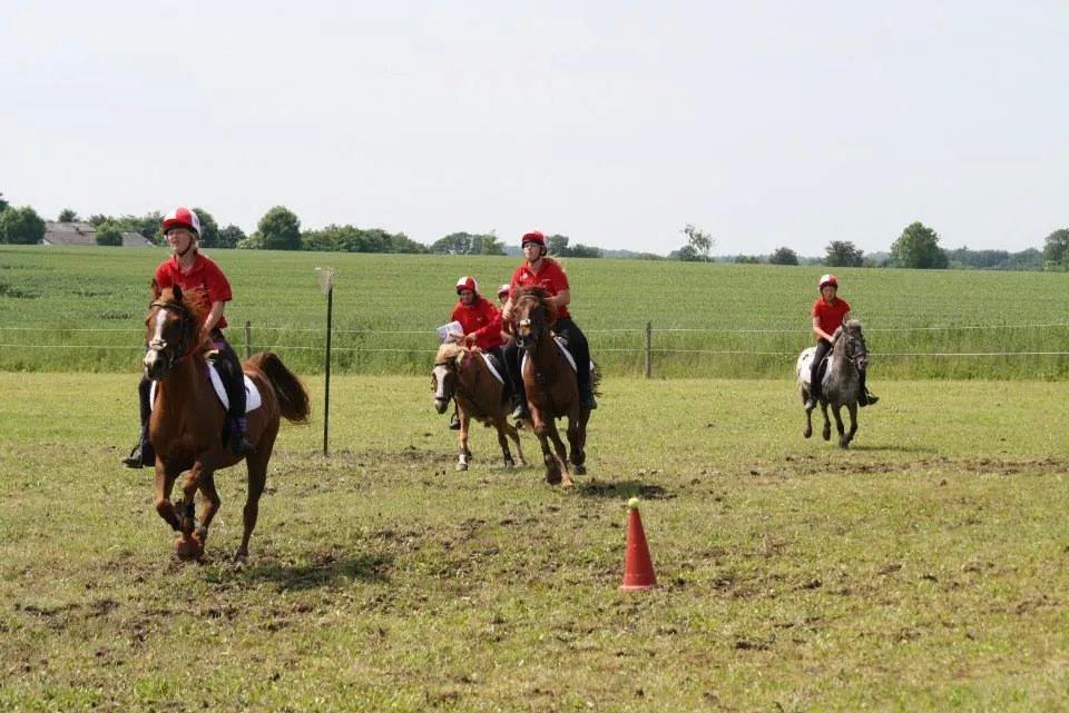 Arabisk fuldblod (OX) Dancer <3 billede 15