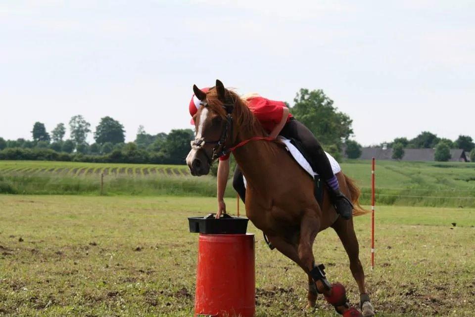 Arabisk fuldblod (OX) Dancer <3 - Mounted games - de evige pony år !!<3 billede 4