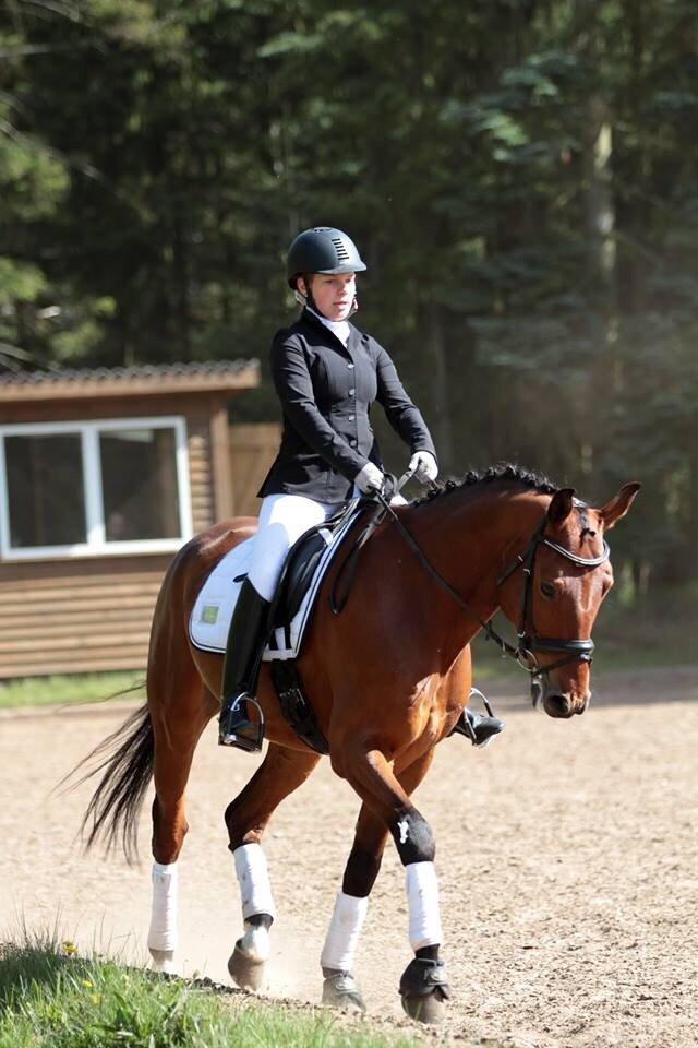 Dansk Varmblod Nørhedens Damsy Boy billede 7