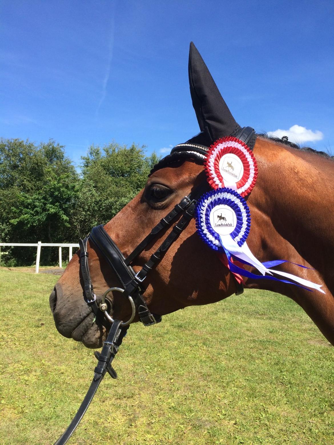 Dansk Varmblod Nørhedens Damsy Boy billede 11