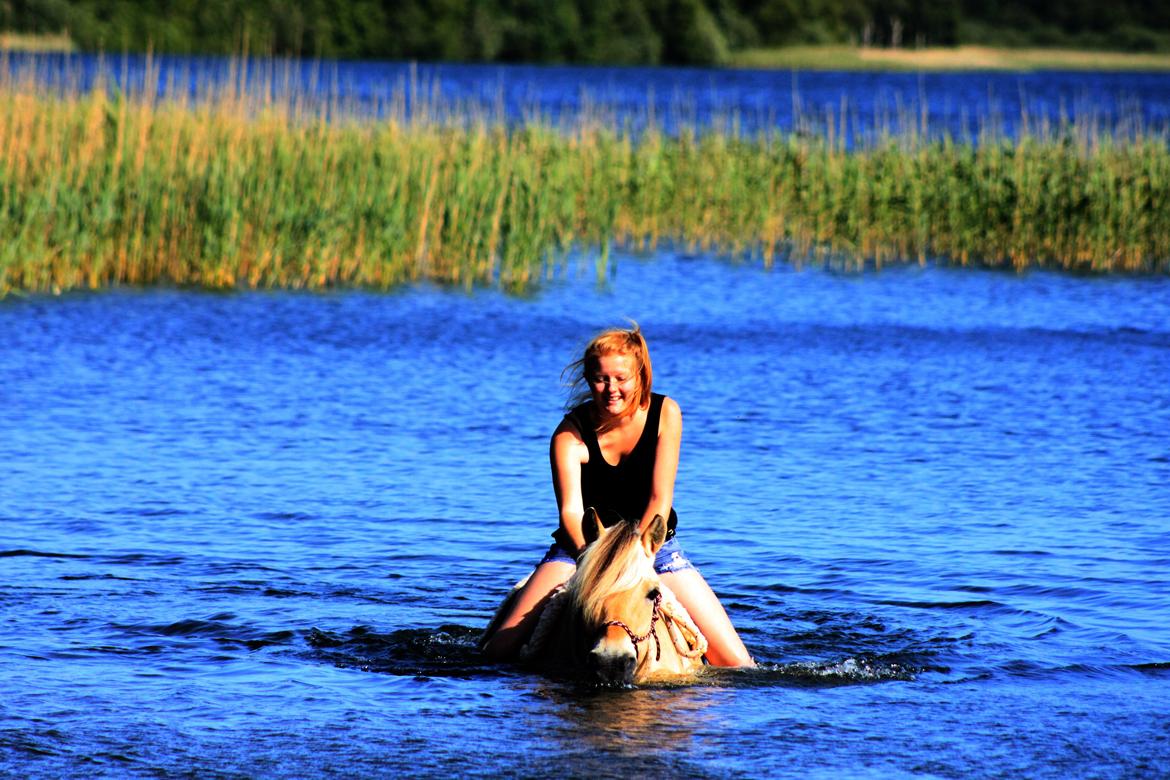 Fjordhest Bella billede 18