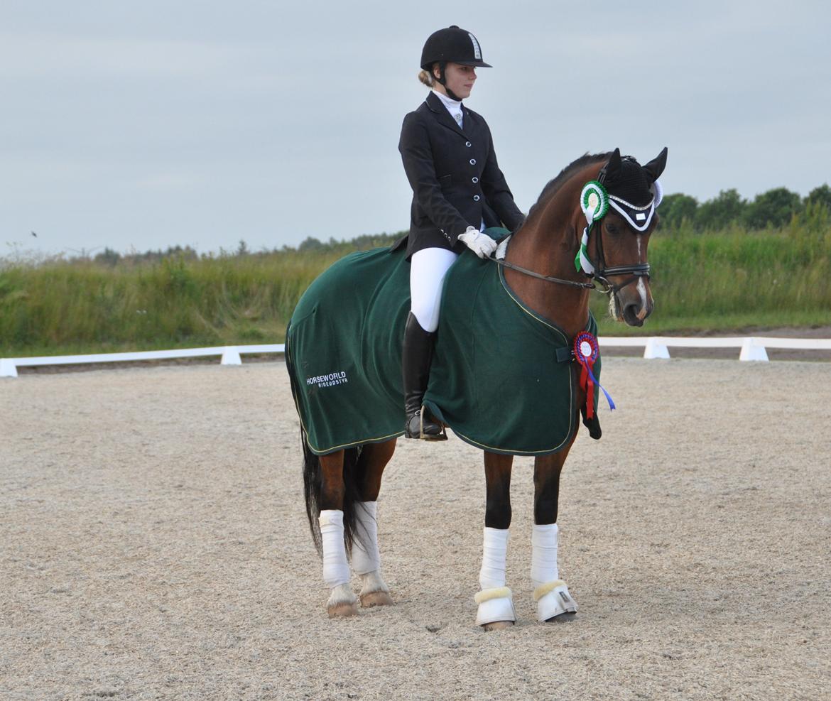 Welsh Cob (sec D) Lindbergs Milton B-PONY - sydjysk mesterskab 2014 billede 1