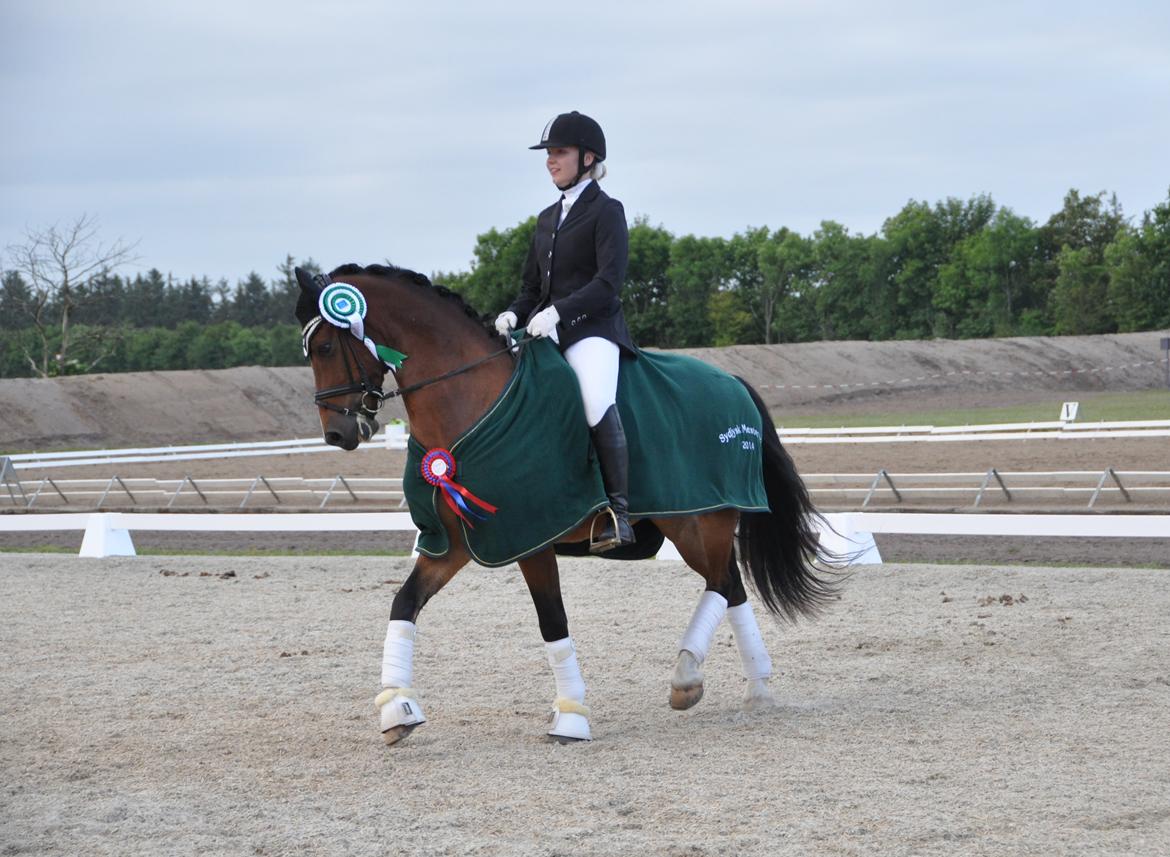 Welsh Cob (sec D) Lindbergs Milton B-PONY billede 41