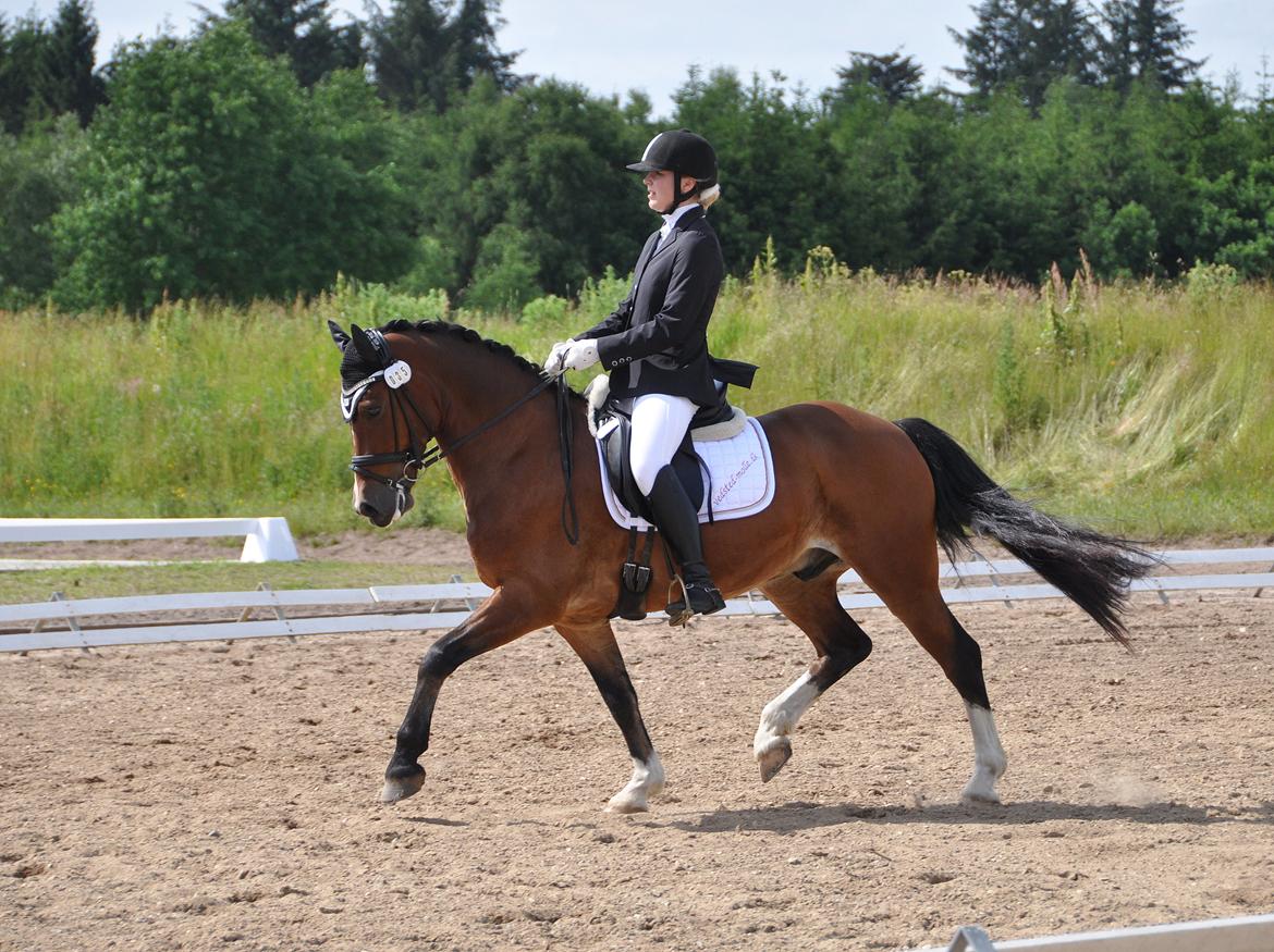 Welsh Cob (sec D) Lindbergs Milton B-PONY billede 44