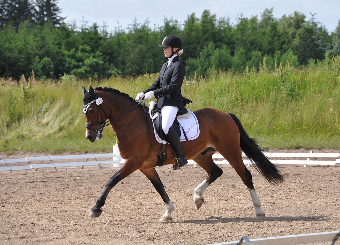 Welsh Cob (sec D) Lindbergs Milton B-PONY billede 43