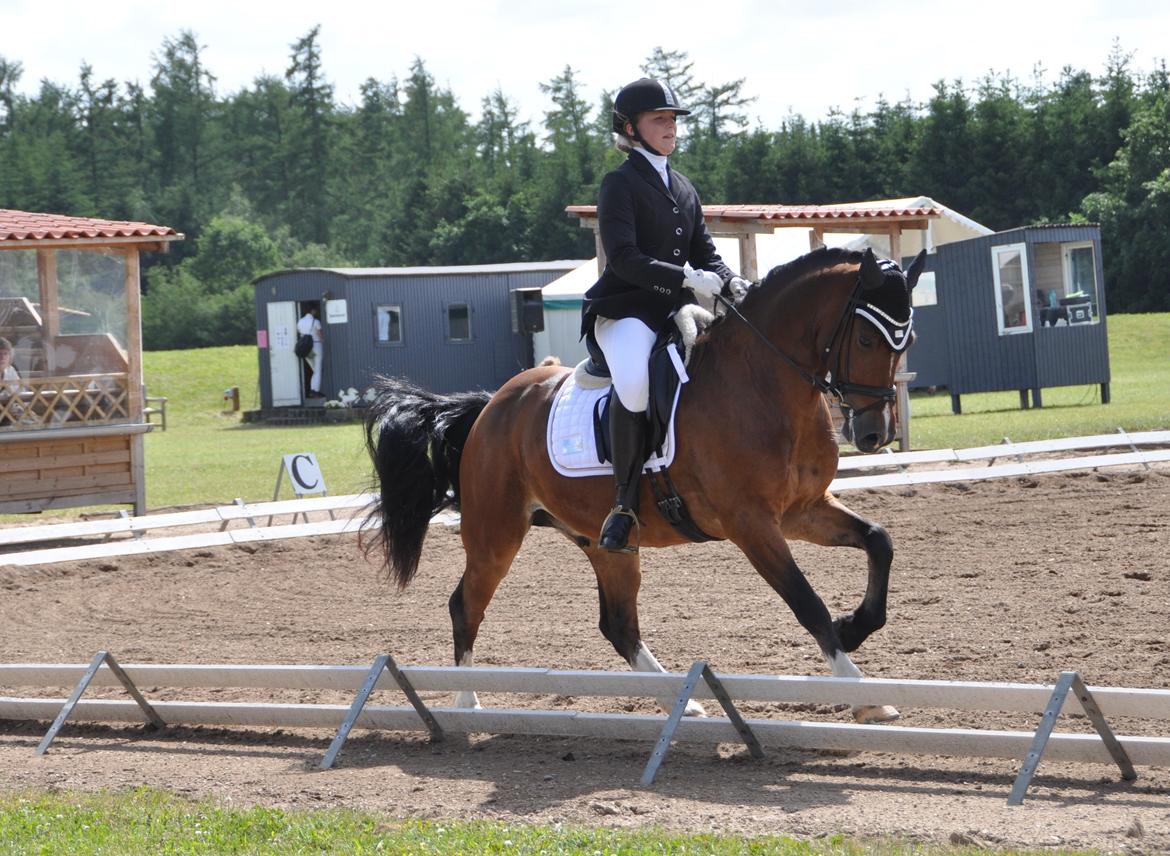 Welsh Cob (sec D) Lindbergs Milton B-PONY billede 45