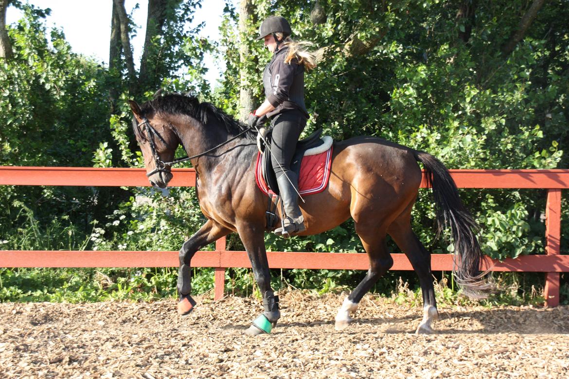 Dansk Varmblod Ziwako billede 3