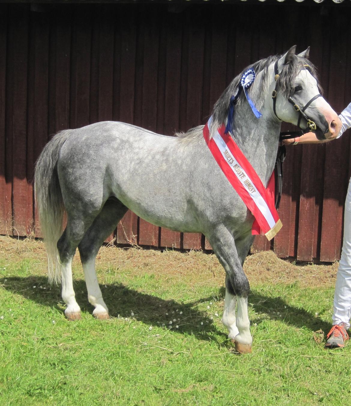 Welsh Pony (sec B) Bjerregårds Sonny Boy - Min stolthed! 23 point + ærespræmie oven i vandt vi også skuets bedste hingst på tværs af racer til det østjyske dyreskue i Horsens 2014  billede 2