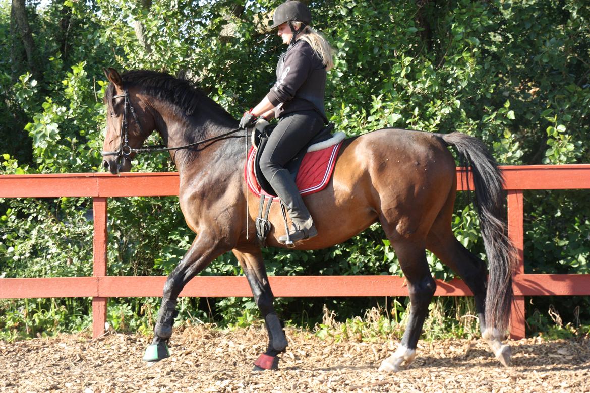 Dansk Varmblod Ziwako billede 8