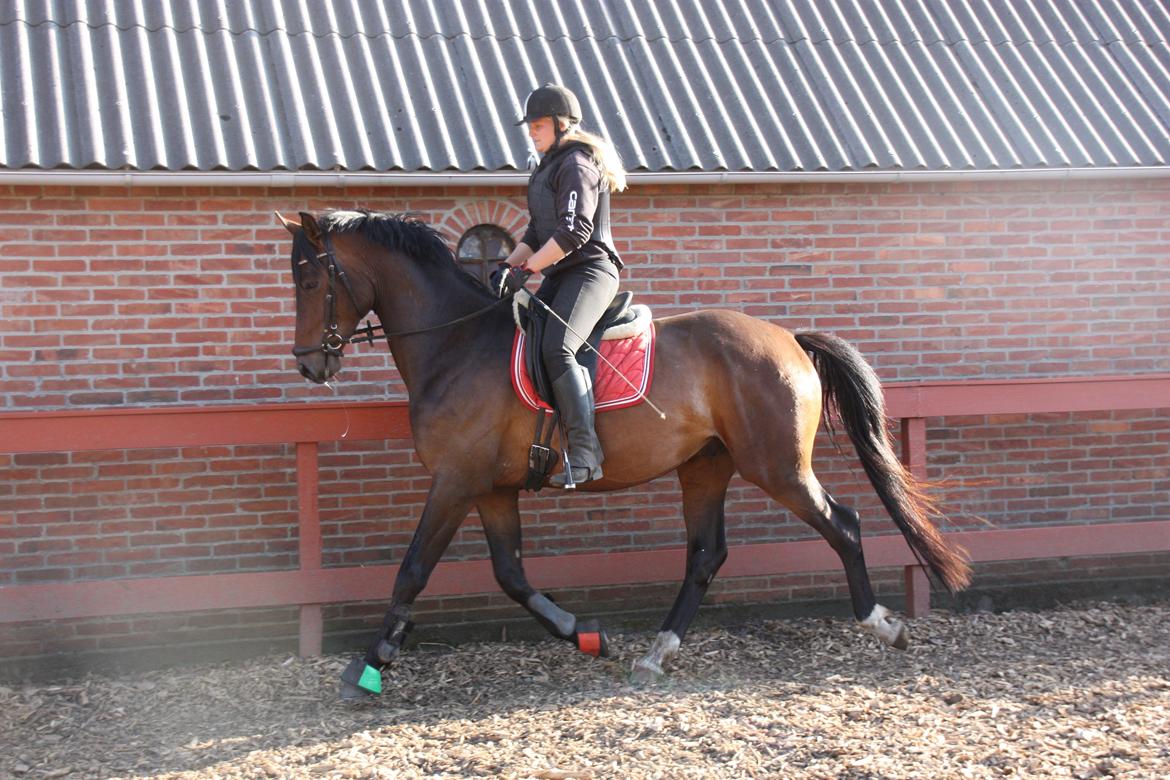 Dansk Varmblod Ziwako billede 12