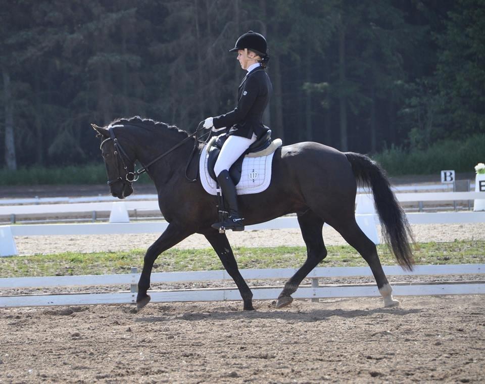 Welsh Cob (sec D) Højsgaard's santos B-PONY billede 17
