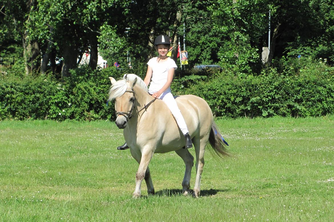 Fjordhest Ørn Fjordlyst billede 3