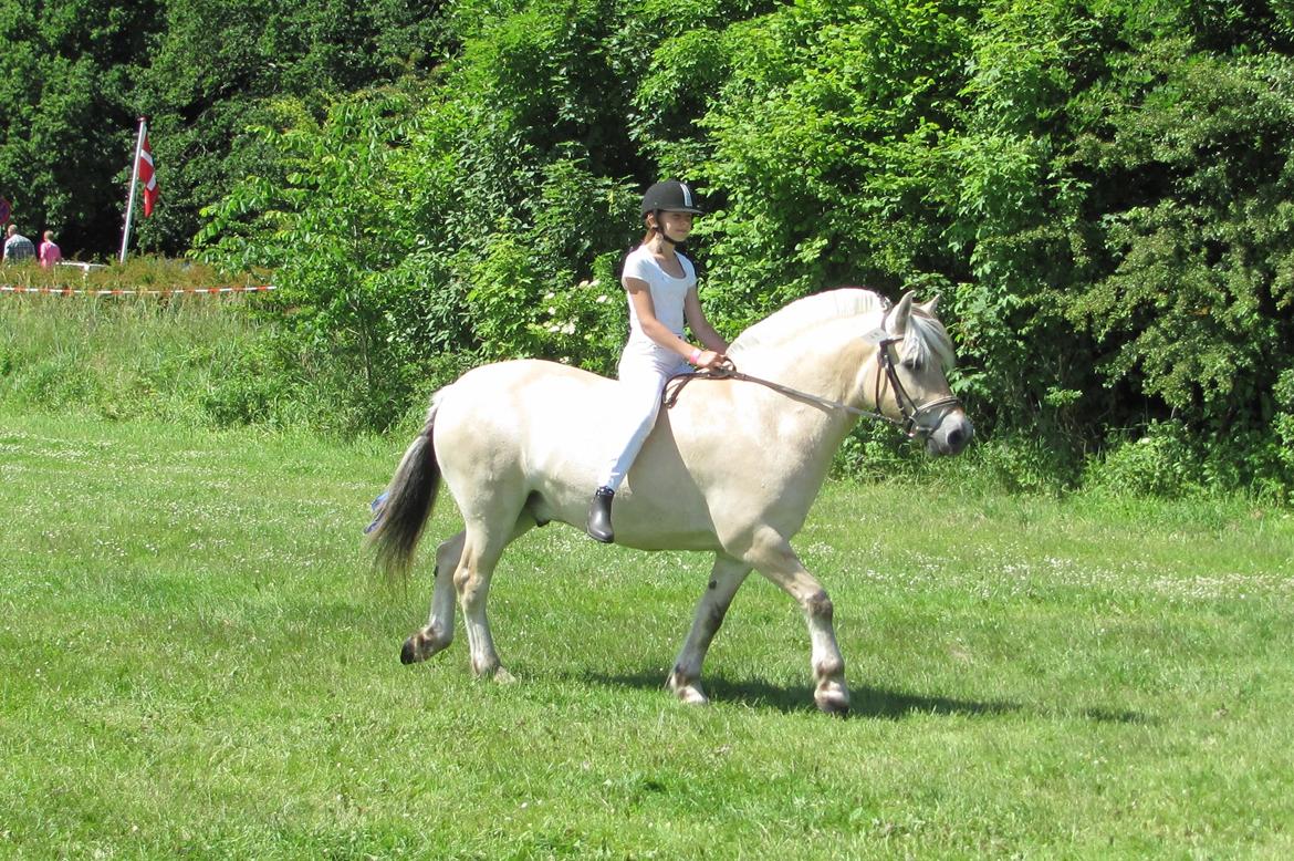 Fjordhest Ørn Fjordlyst billede 19