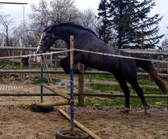Dansk Varmblod Lucky Luciano - Første gang Ciano løssprang. I marts i DK på Stutteri Sorgenfri, hvor han er opdrættet. billede 4
