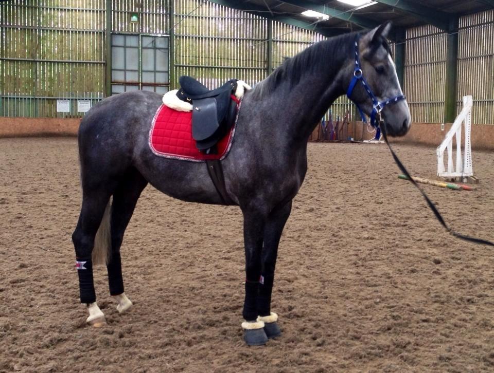 Dansk Varmblod Lucky Luciano - Billede fra den 16/06. Første gang i longe med sadel på :-) Så sød. billede 9