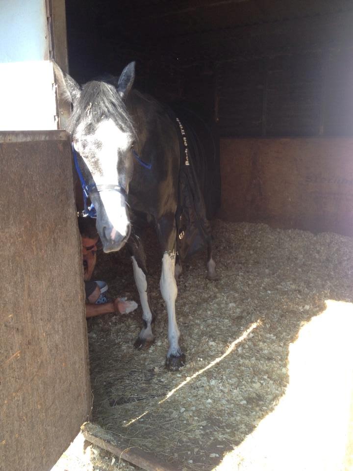 Dansk Varmblod Lucky Luciano - Meget træt hest nyder solskinnet efter løsspringning. Han nyder at få ler på til at køle benene over natten :-D billede 5