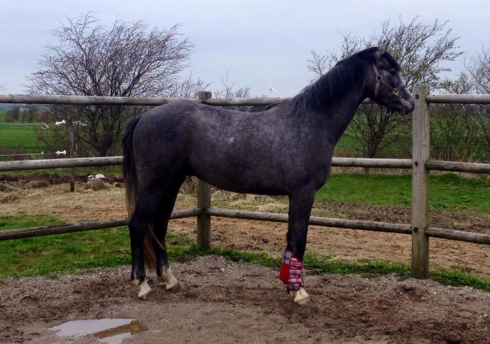 Dansk Varmblod Lucky Luciano - DK i marts. Første gang med gamacher. Det opdagede han nærmest ikke, men da han gjorde, var de noget farlige haha billede 6