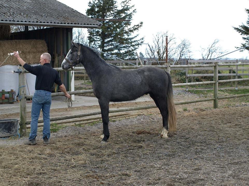Dansk Varmblod Lucky Luciano - Februar i DK da vi lige havde besluttet os for at købe ham, og vi fik tilsendt billeder igennem mine forældre og avler/nabo :-) billede 7