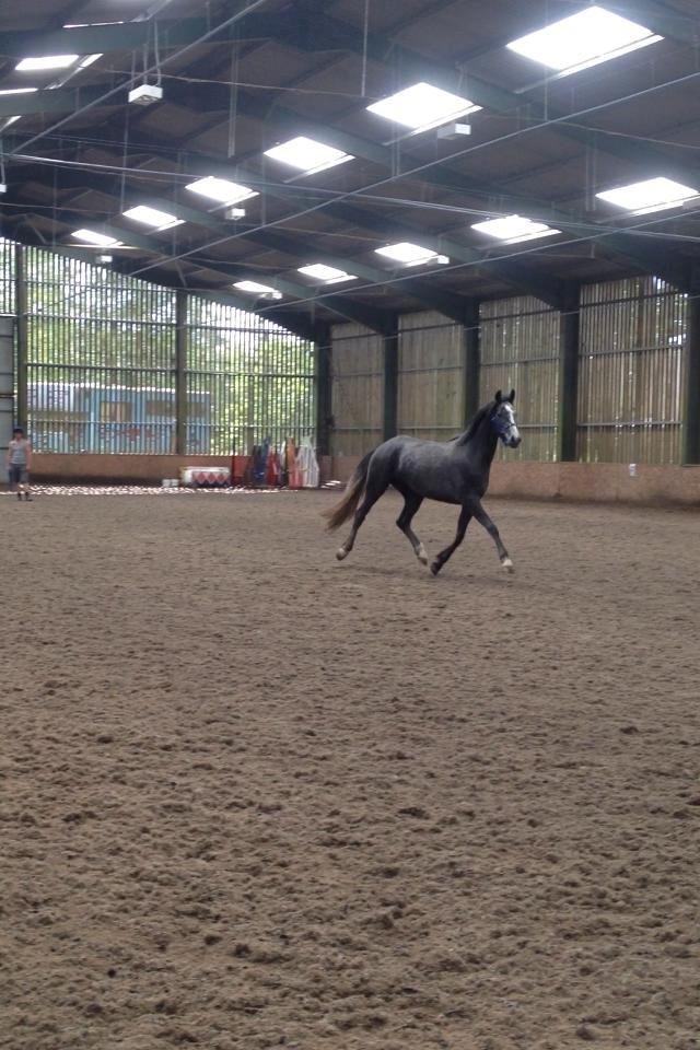 Dansk Varmblod Lucky Luciano - Første dag i England. Han fik lov til at strække ben i hallen ovenpå den lange køretur :-)  billede 3
