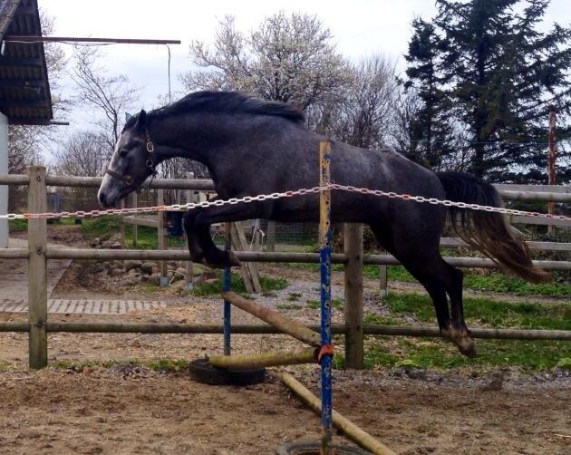 Dansk Varmblod Lucky Luciano - Første gang løsspringning i marts i DK. billede 10