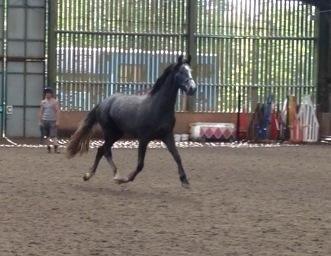 Dansk Varmblod Lucky Luciano - Første dag i UK. billede 12