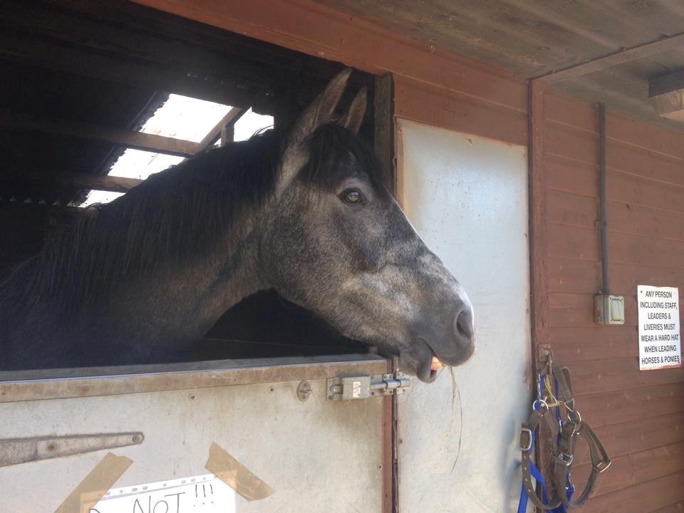 Dansk Varmblod Lucky Luciano - Søde Ciano hygger sig i boksen. Han ser altid spøjs ud, når han lige har drukket vand. billede 13