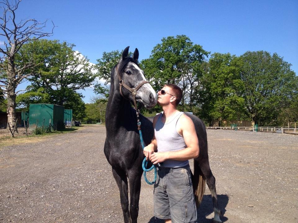 Dansk Varmblod Lucky Luciano - Lige da han ankom til England. Lastbilen var end ikke kørt, men han var allerede mere interesseret i stedet end den ;-) billede 11