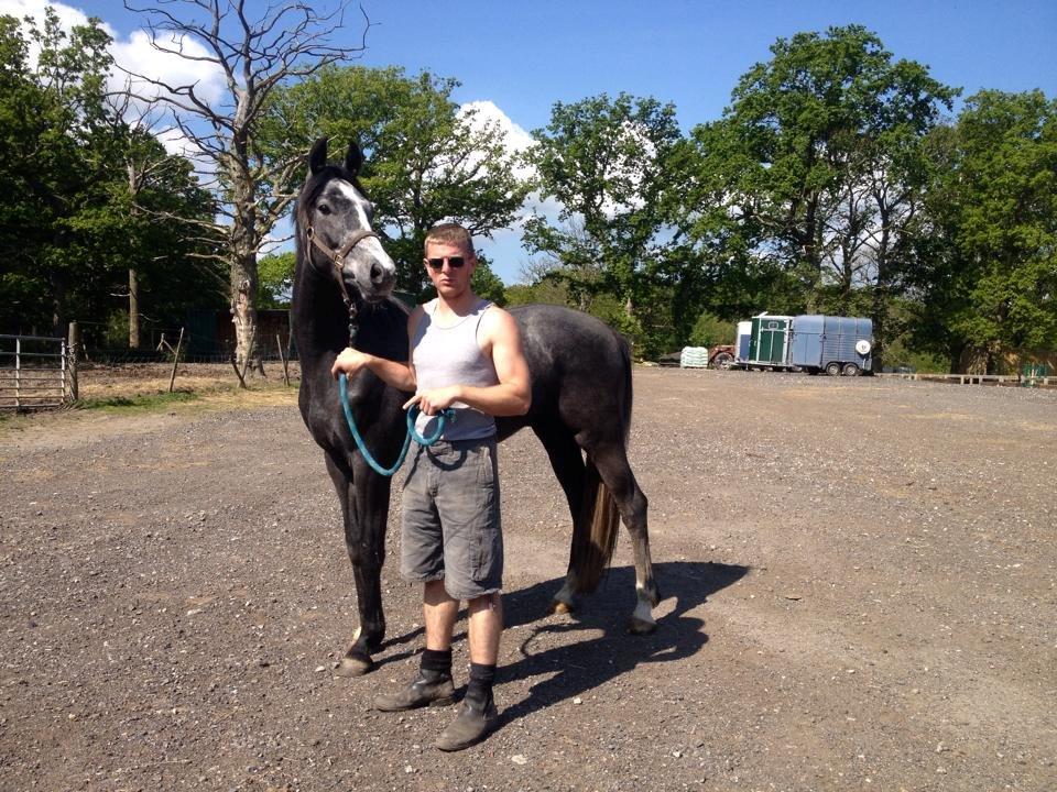 Dansk Varmblod Lucky Luciano - Lige da han ankom til UK. billede 15