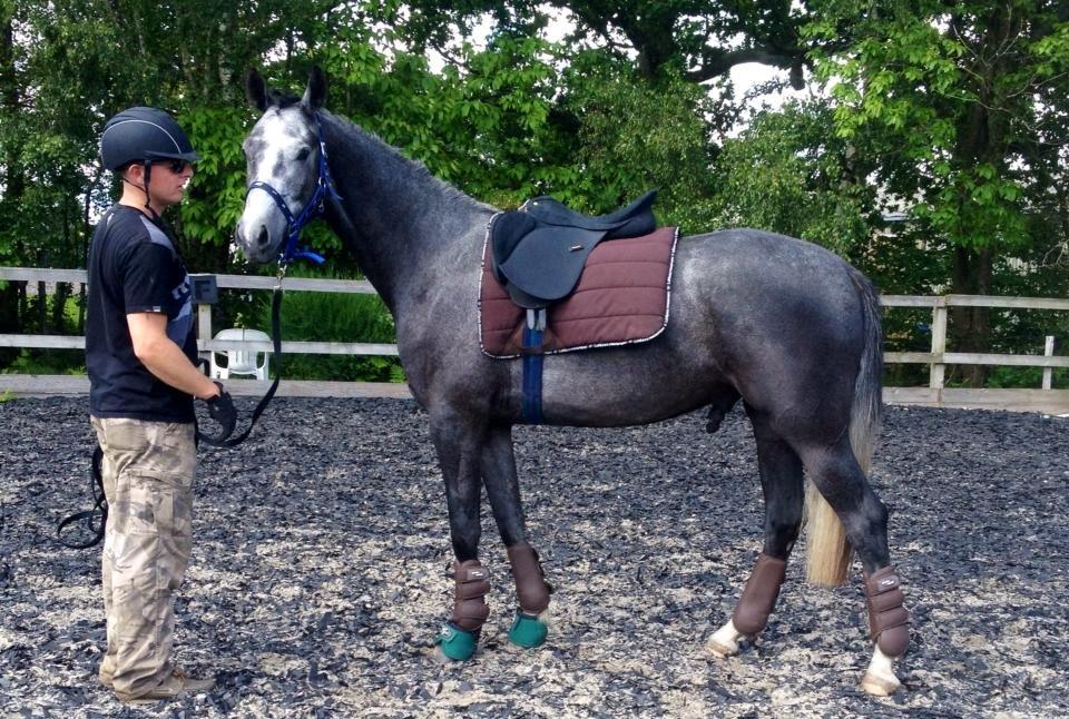 Dansk Varmblod Lucky Luciano - Første gang med sadel. Han opførte sig eksemplarisk. billede 16
