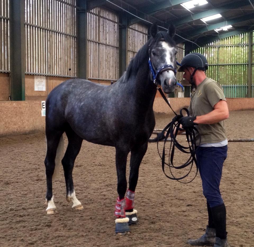Dansk Varmblod Lucky Luciano - Fra juni. Første gang med 'hovedtøj' - uden bid. Søde Ciano. billede 14