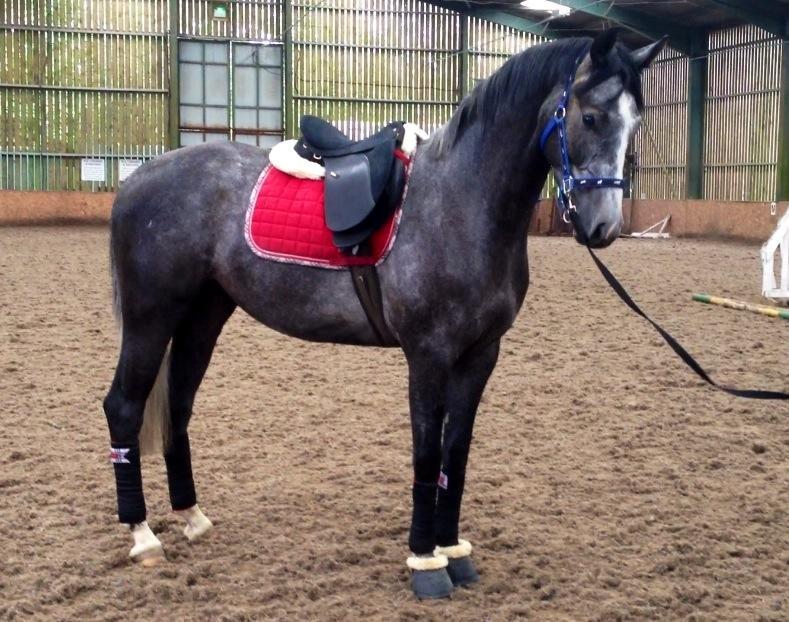 Dansk Varmblod Lucky Luciano - Første gang i longe med sadel.  Billede fra 16/06 billede 2