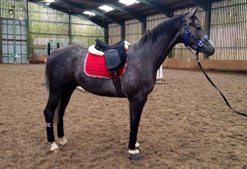 Dansk Varmblod Lucky Luciano - Første gang i longe med sadel. 16/06 billede 17