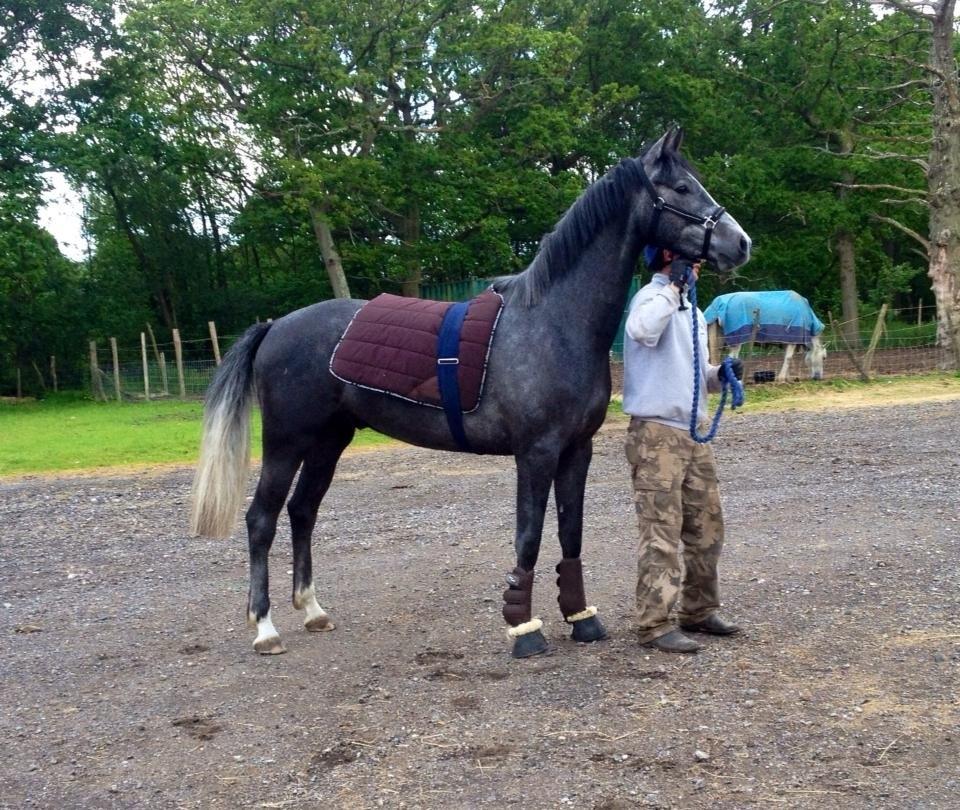 Dansk Varmblod Lucky Luciano - Første gang med underlag og elastikgjord :-)  billede 1