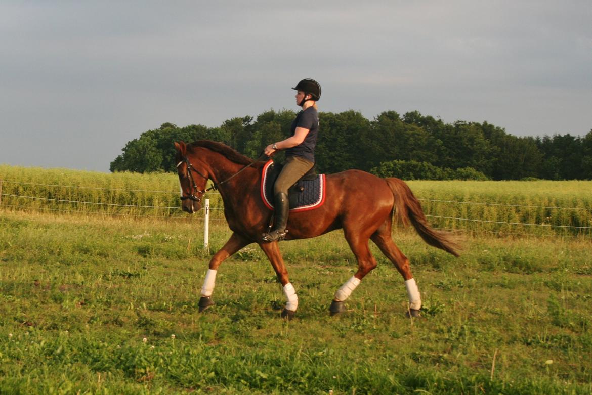 Anden særlig race Thorvald billede 3