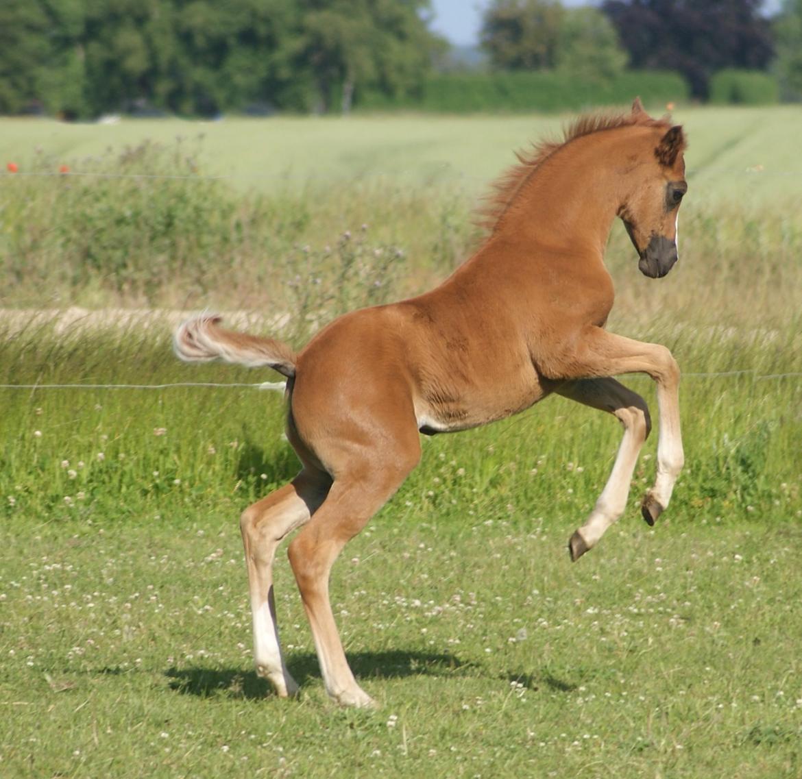 DSP Gaia M billede 1