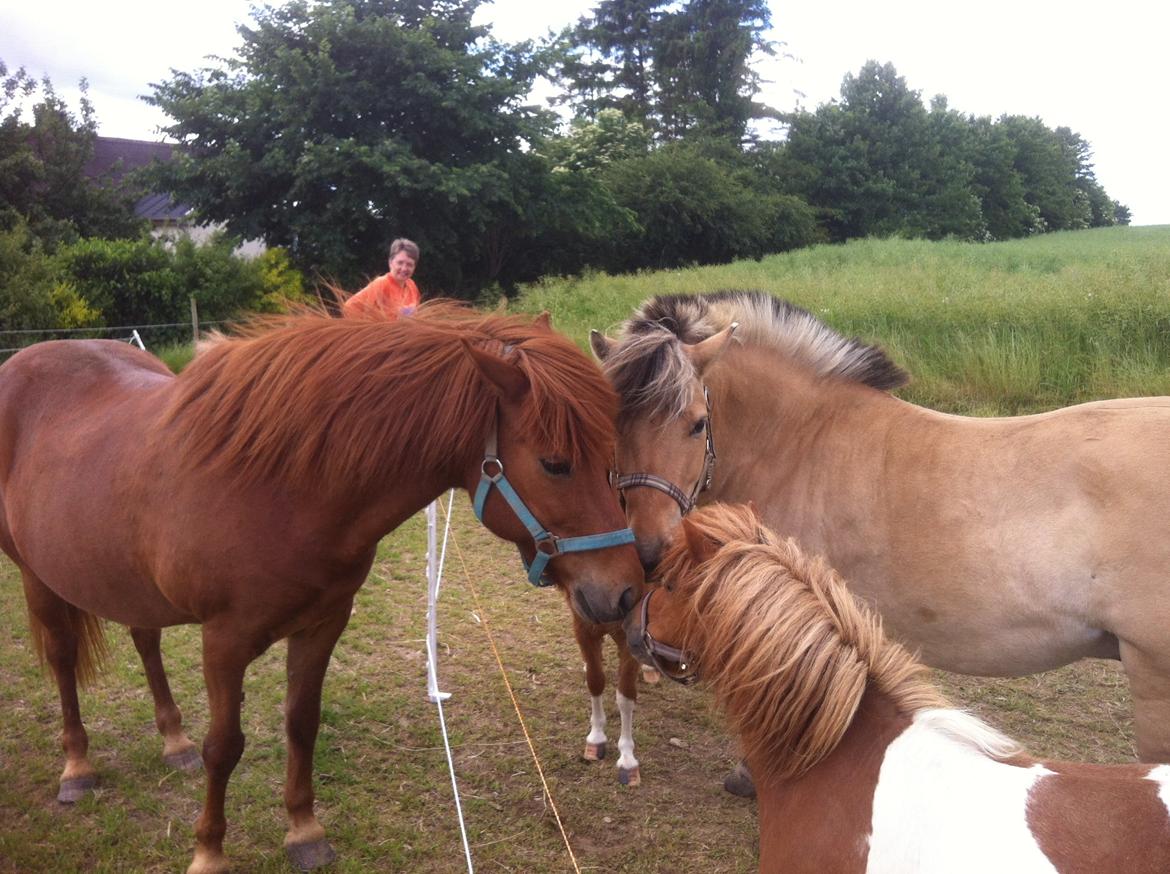 Anden særlig race Charlie billede 13